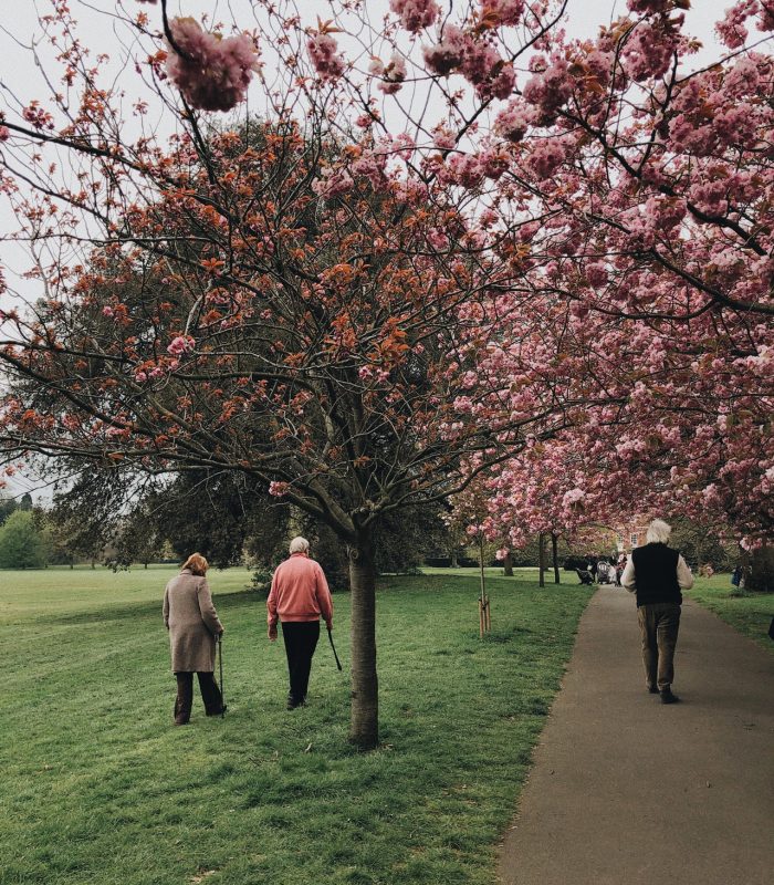 beautiful-blooming-branches-2253911.jpg beautiful-blooming-branches-2253911.jpg