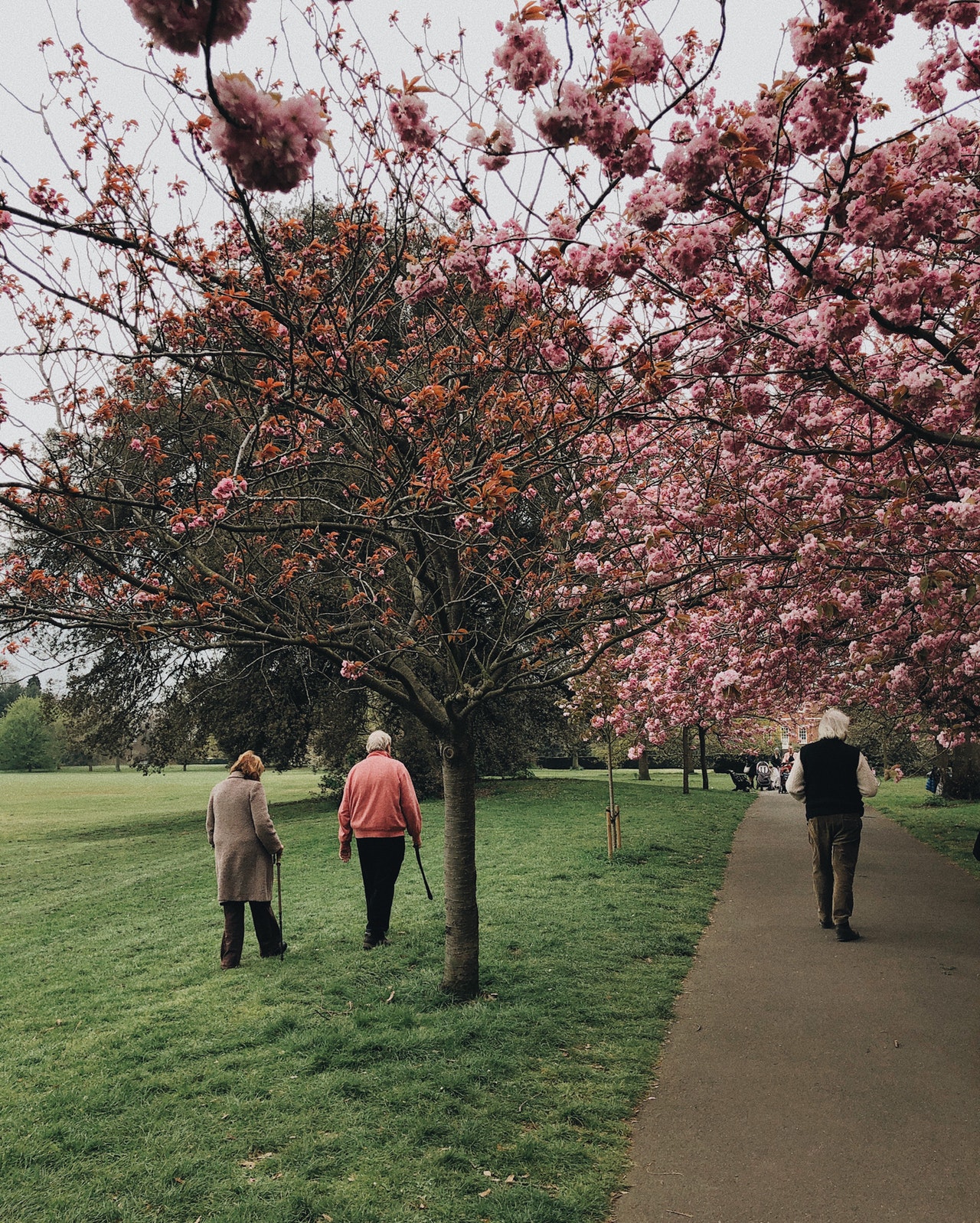 beautiful-blooming-branches-2253911.jpg